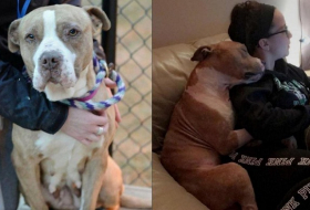 This adopted pit bull can`t stop hugging his owner